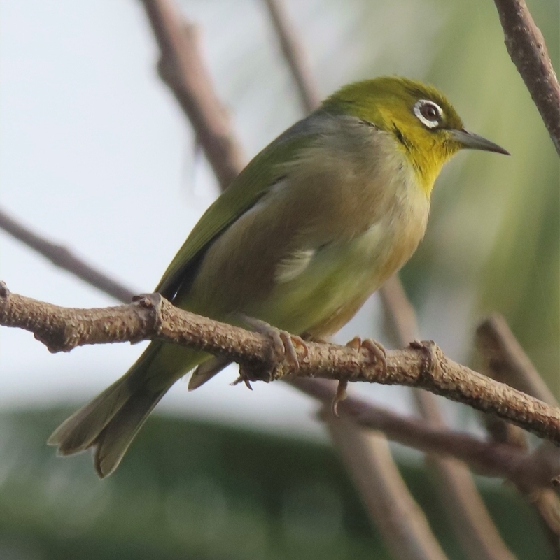 Zosterops lateralis tephropleurus