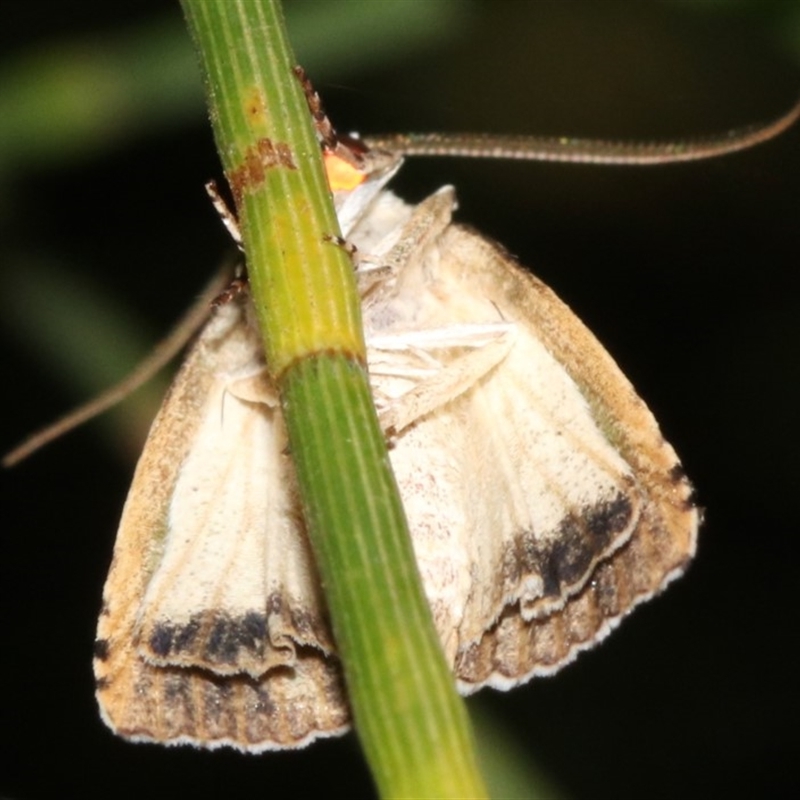 Calathusa hypotherma