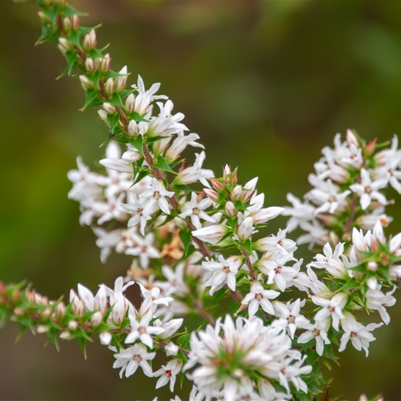 Epacris purpurascens var. purpurascens