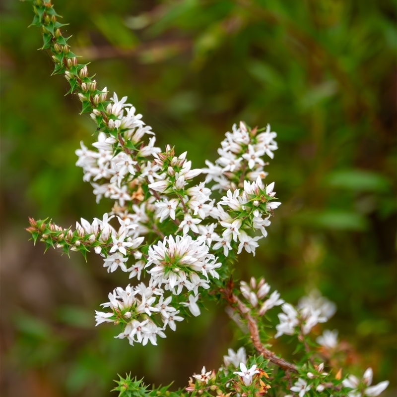 Epacris purpurascens var. purpurascens