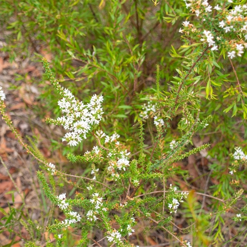 Epacris purpurascens var. purpurascens