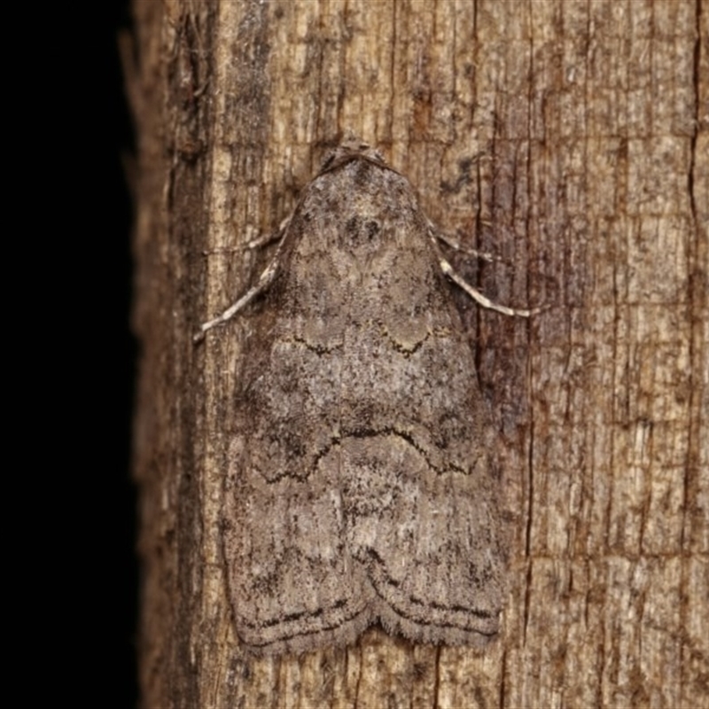 Calathusa sp nr dispila