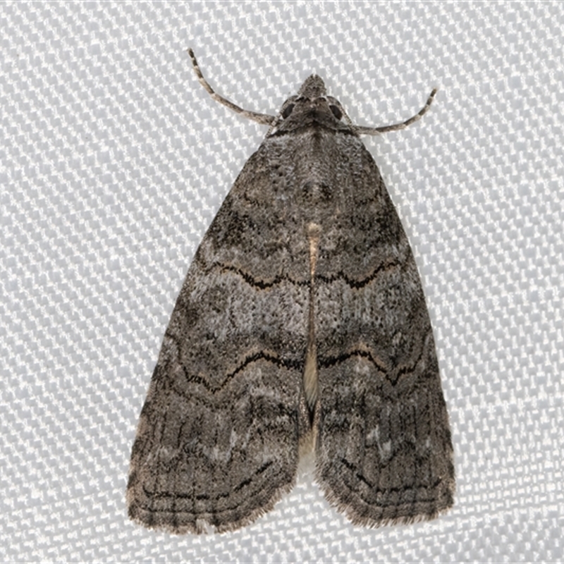 Calathusa sp nr dispila