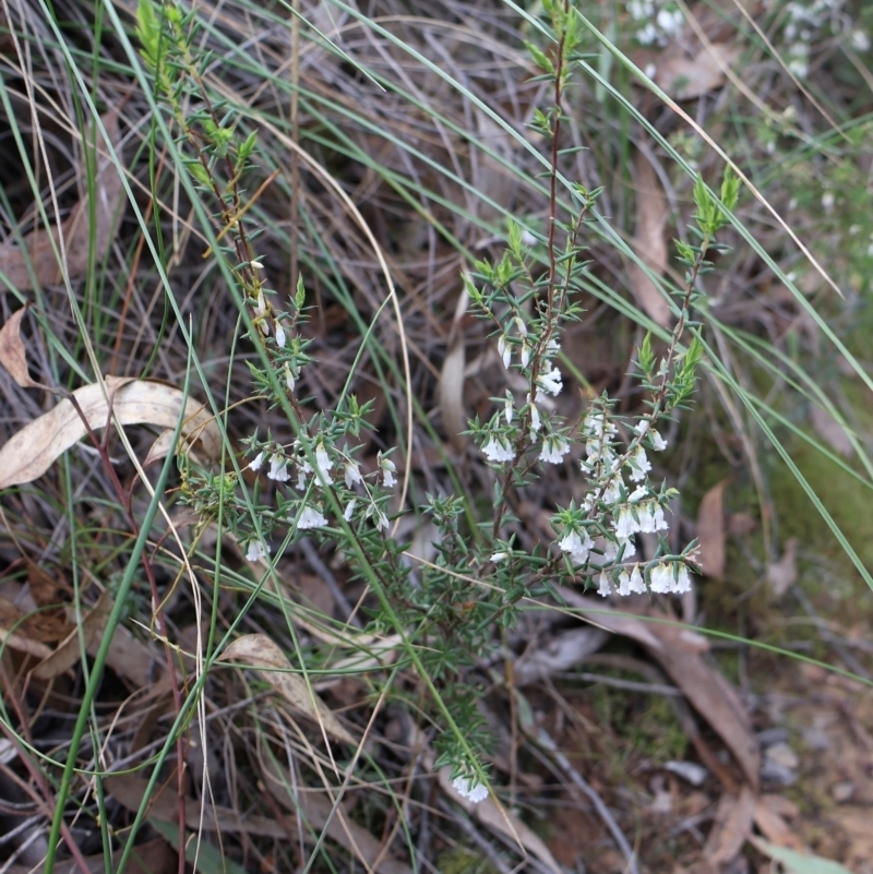 Leucopogon fletcheri subsp. fletcheri