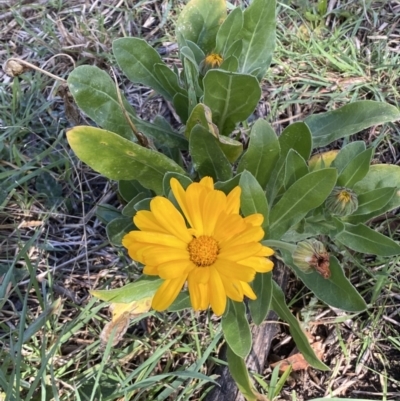 Calendula officinalis