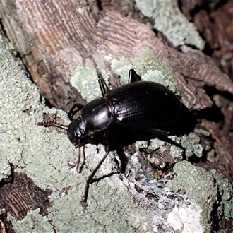 Photo from ALA webpage for this species