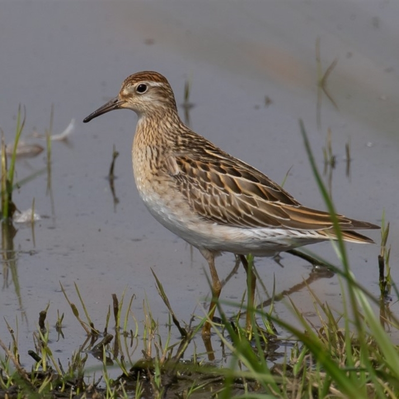 Calidris acuminata