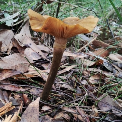 Armillaria mellea