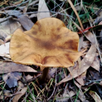 Armillaria mellea