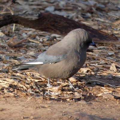 Artamus cyanopterus perthi