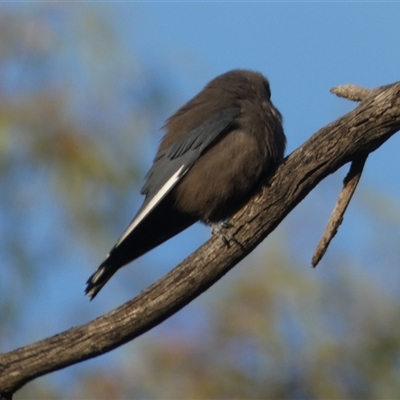 Artamus cyanopterus perthi