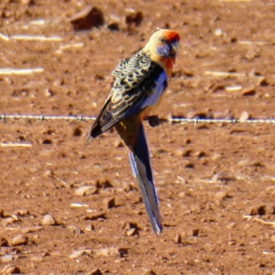 Platycercus elegans adelaidae/subadelaidae