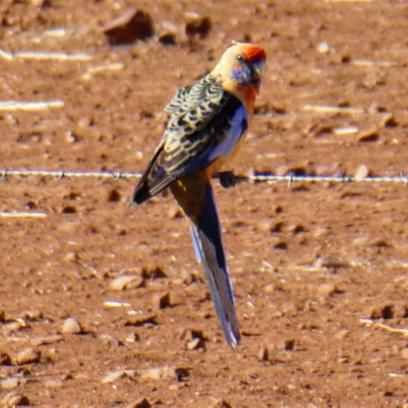 Platycercus elegans adelaidae/subadelaidae