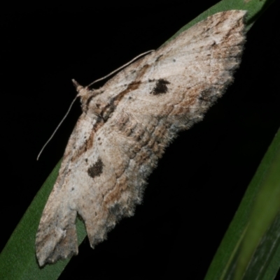 Chrysolarentia leucophanes