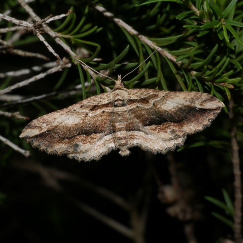 Chrysolarentia leucophanes