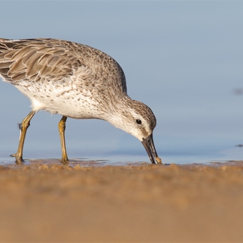 Calidris canutus