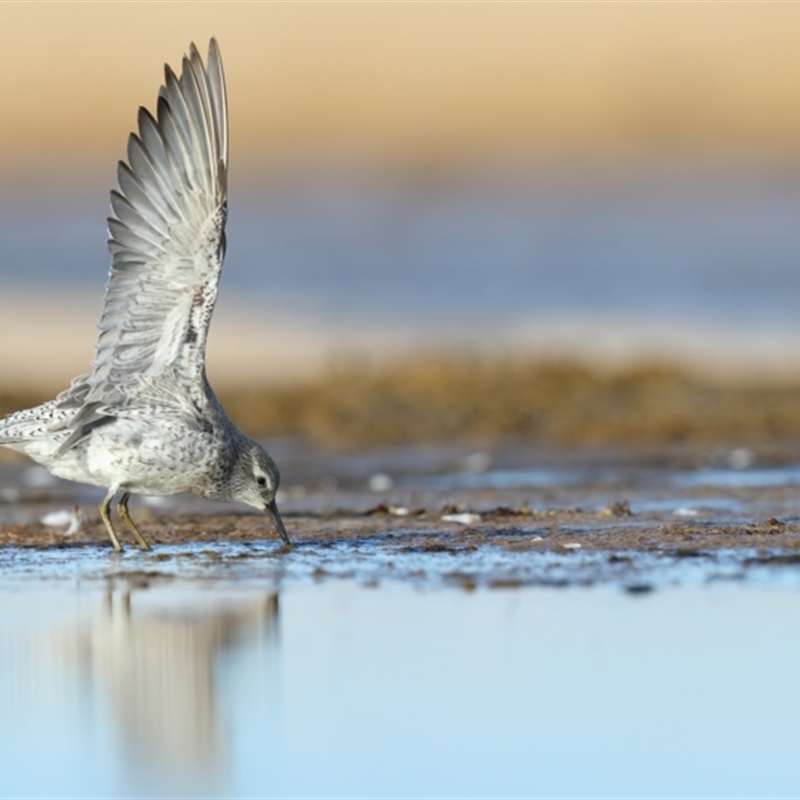 Calidris canutus