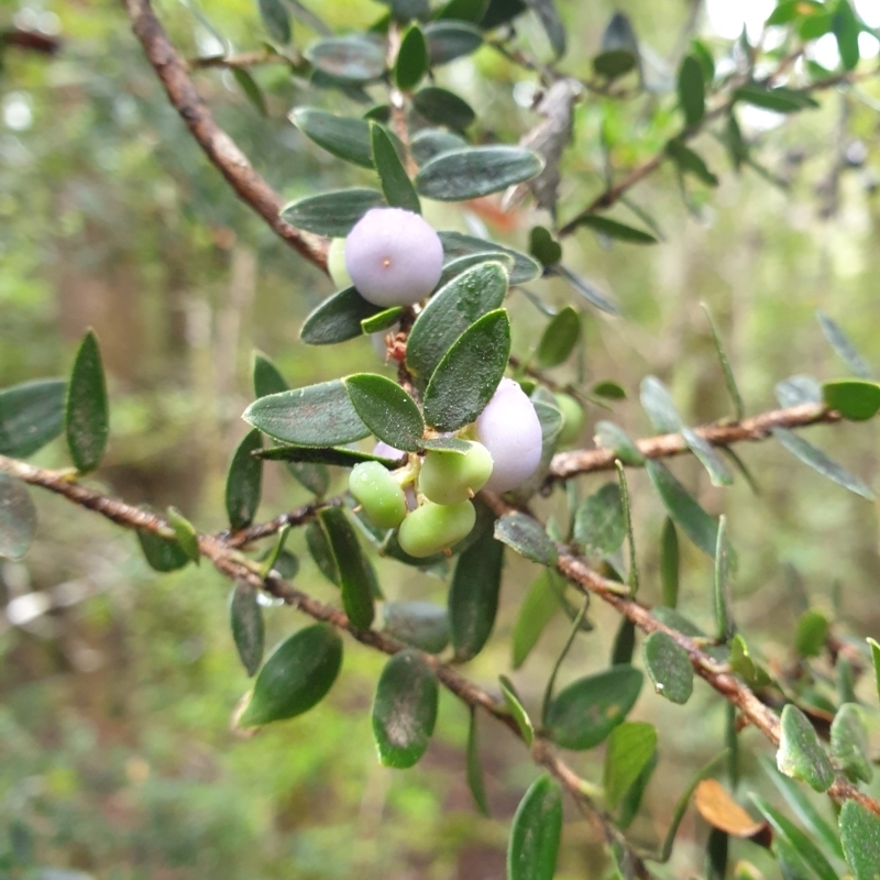 Trochocarpa gunnii