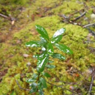 Tetracarpea tasmania