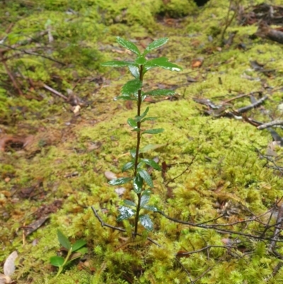 Tetracarpea tasmania