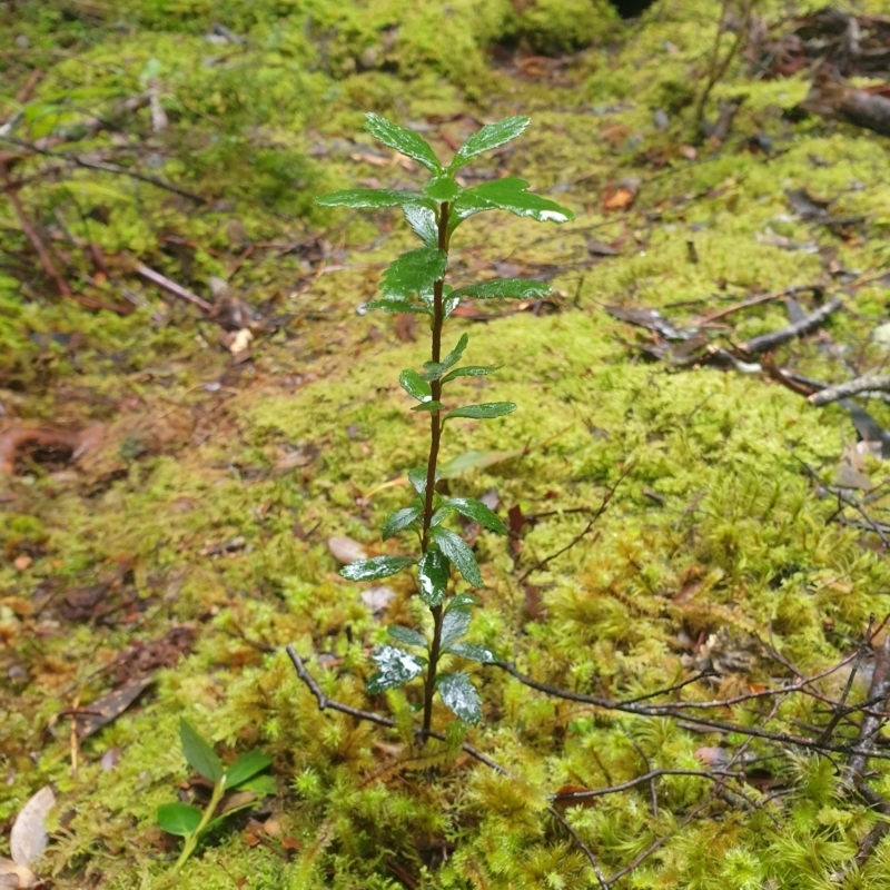 Tetracarpea tasmania