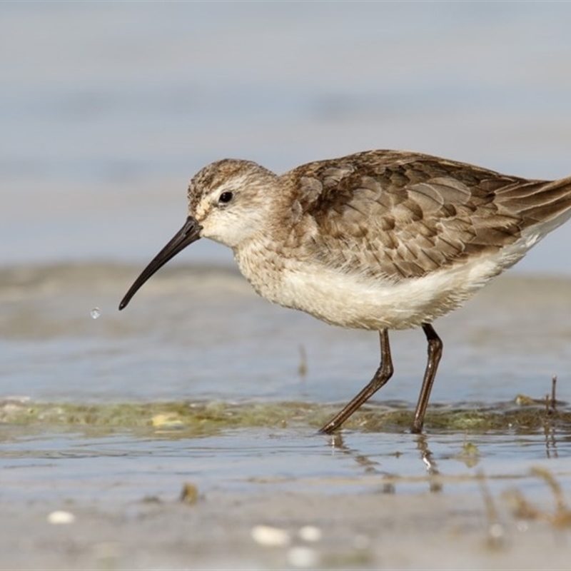 Calidris ferruginea