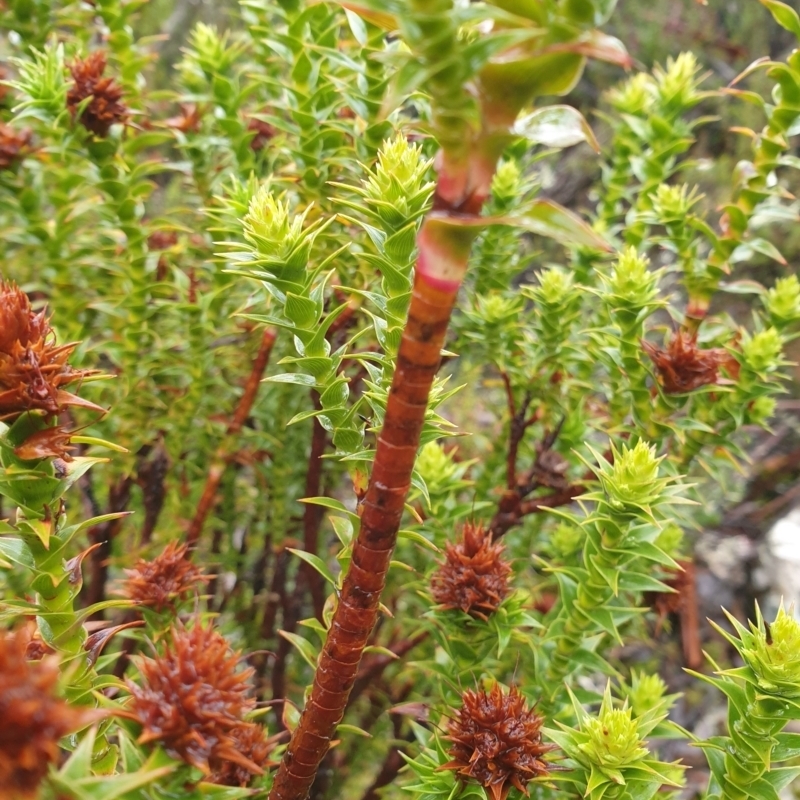 Richea sprengelioides