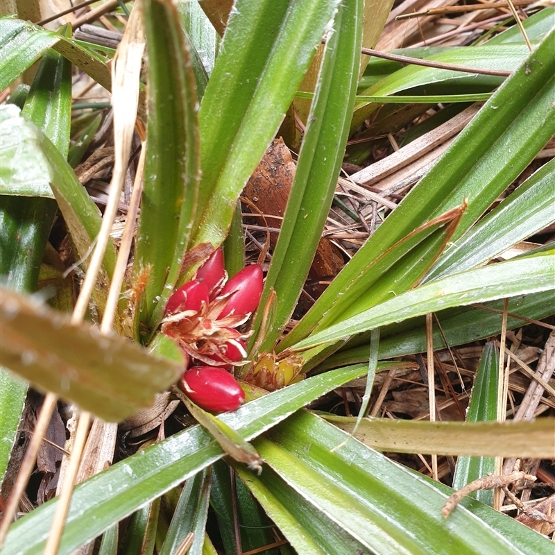 Astelia alpina var. alpina