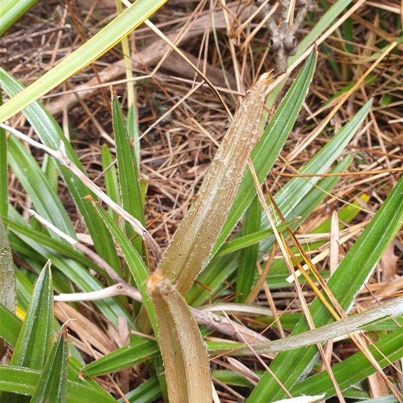 Astelia alpina var. alpina