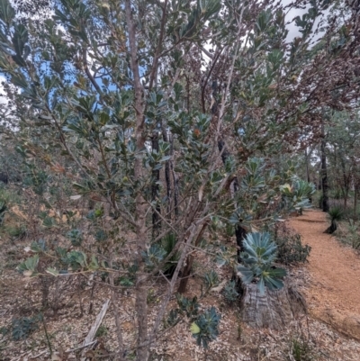 Banksia sessilis var. sessilis