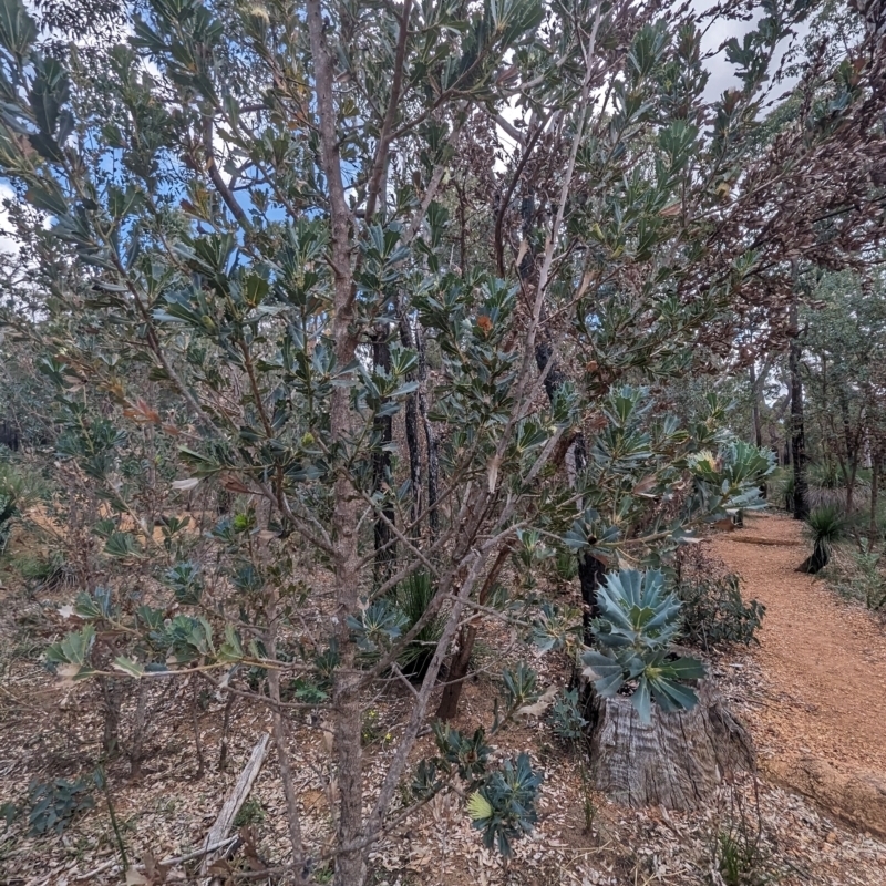 Banksia sessilis var. sessilis