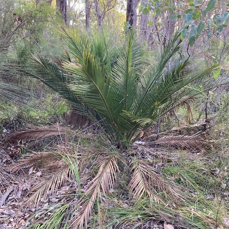 Macrozamia riedlei