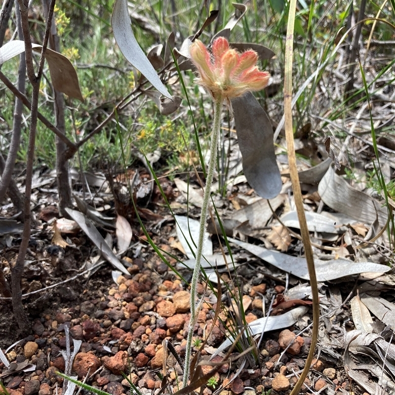 Conostylis setosa