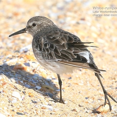 White-rumped Sandpiper Lake Wollumbola Culburra Beach