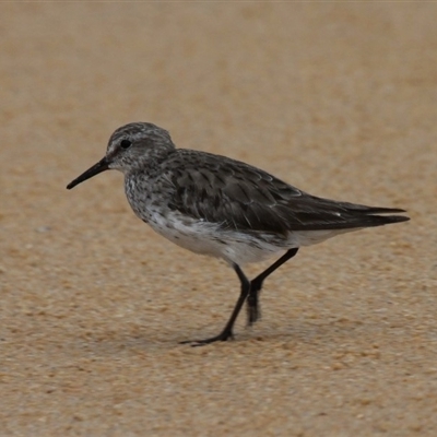 White-rumped Sandpiper Lake Woolumbola Culburra Beach