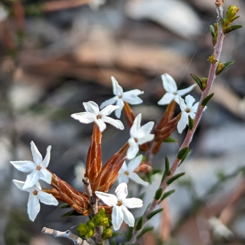 Lysinema pentapetalum