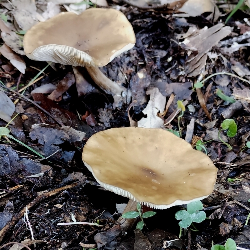 Melanoleuca sp group