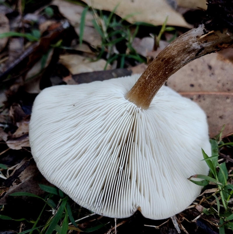 Melanoleuca sp group