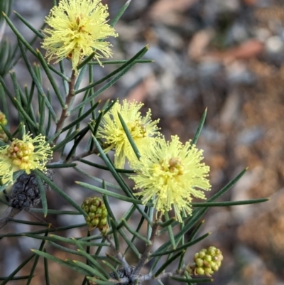 Melaleuca hamata