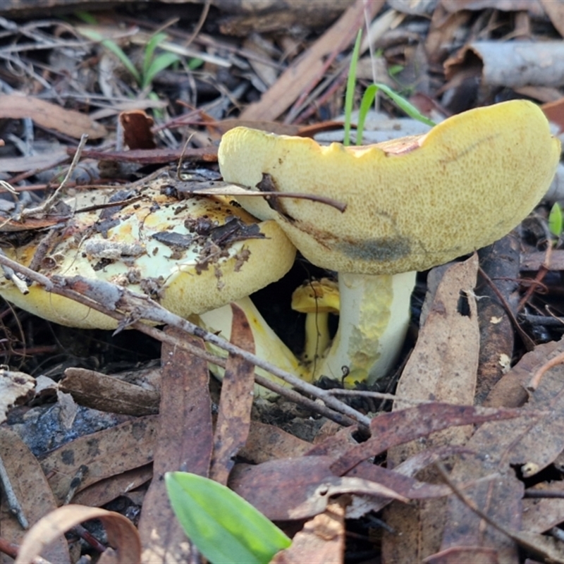 Pulveroboletus sp. (genus)