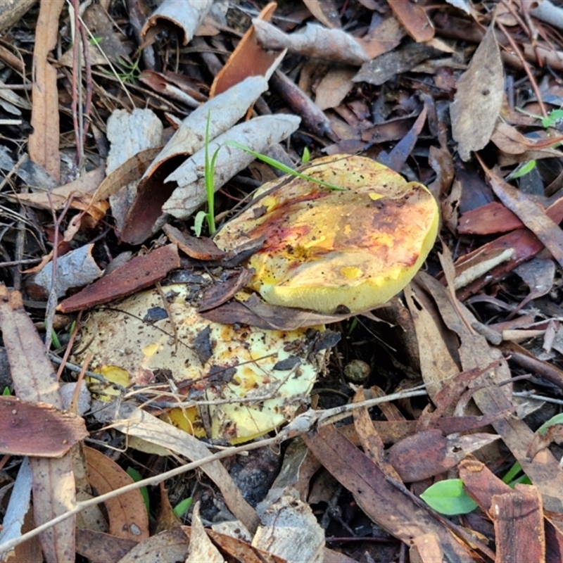 Pulveroboletus sp. (genus)