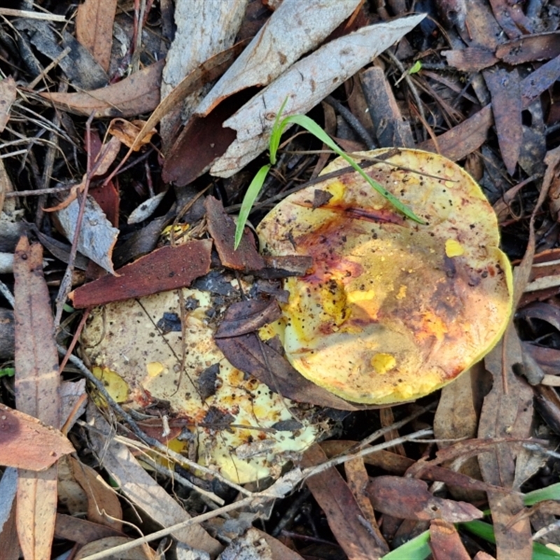 Pulveroboletus sp. (genus)