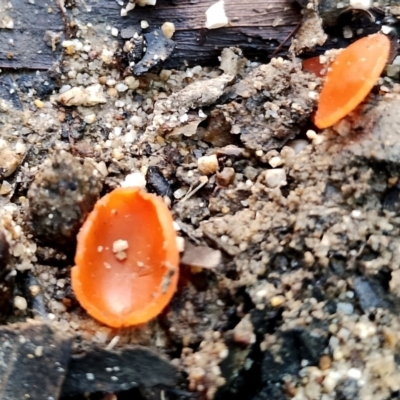Aleuria sp. (An Orange peel fungus)