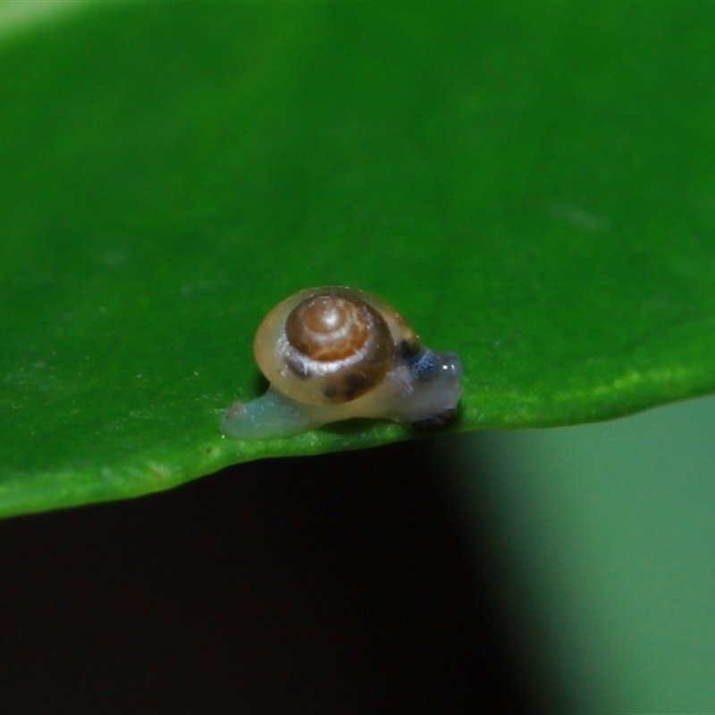 Euconulidae sp,. (family)