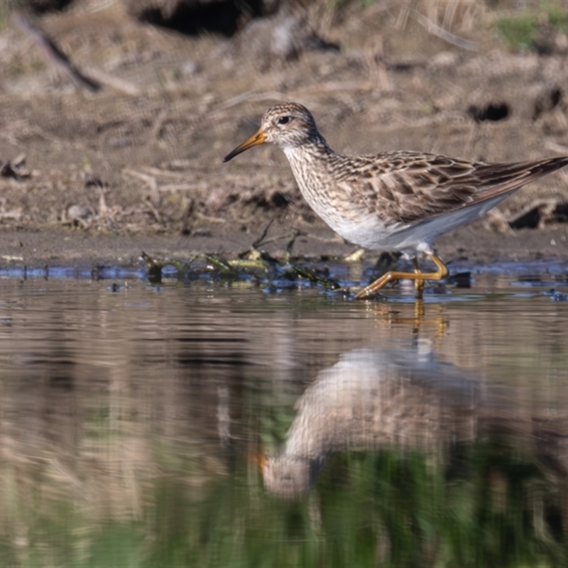 Calidris melanotos