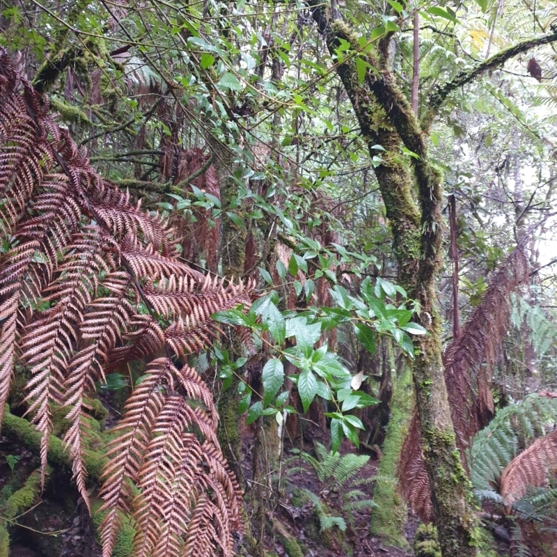 Aristotelia peduncularis