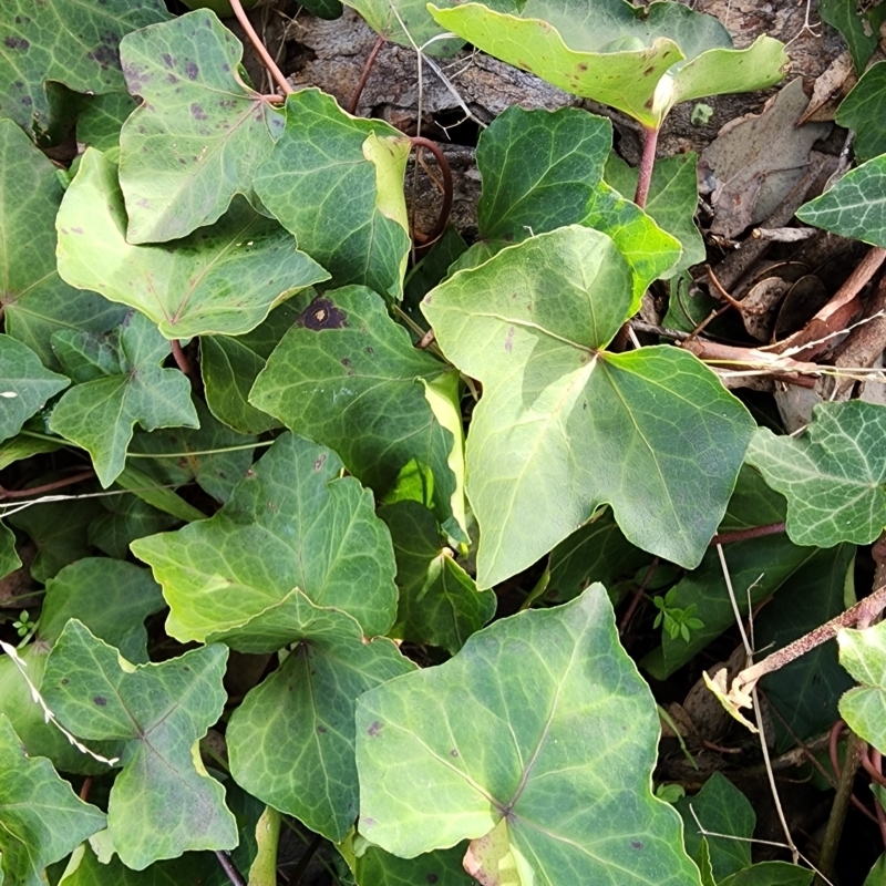 Hedera hibernica