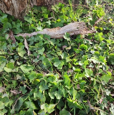 Hedera hibernica