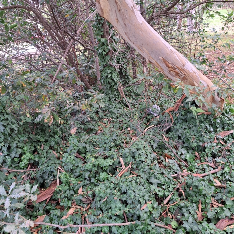 Hedera hibernica