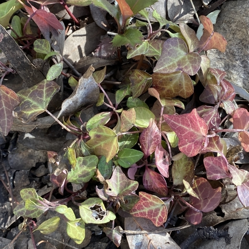 Hedera sp.